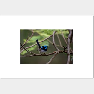 Superb Fairy Wren Posters and Art